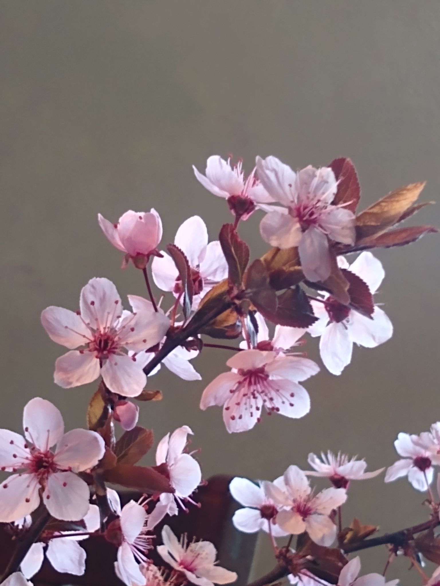 Drawing Spring Flowers