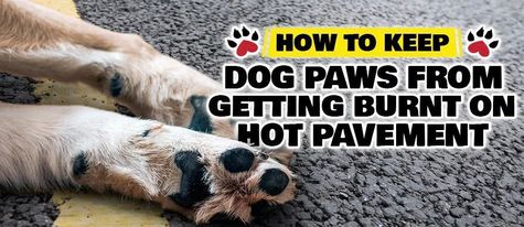 Keeping your dogs paws safe